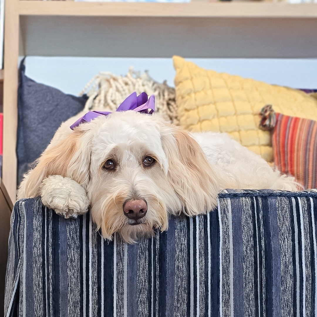 Photo of Sandy the dog